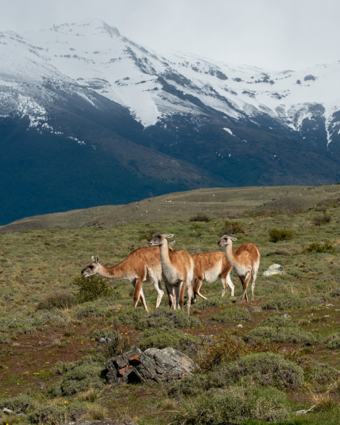 guanaco